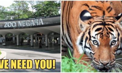 Zoo Negara: We Desperately Need More Visitors And Sponsors For The Animals - World Of Buzz