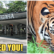Zoo Negara: We Desperately Need More Visitors And Sponsors For The Animals - World Of Buzz
