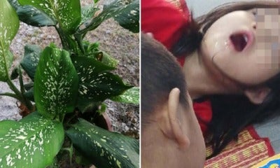 4Yo M'Sian'S Mouth Experiences Spasms, Swelling &Amp; Numbness After Biting Common Houseplant - World Of Buzz 3