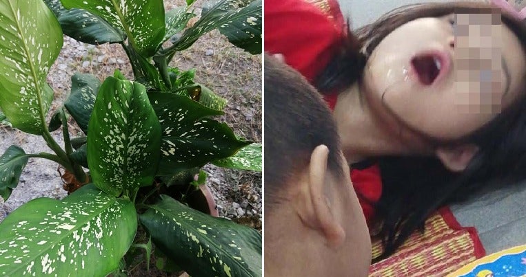 4Yo M'Sian'S Mouth Experiences Spasms, Swelling &Amp; Numbness After Biting Common Houseplant - World Of Buzz 3