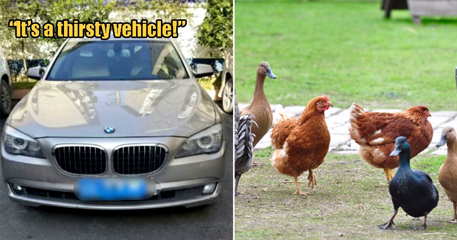 Farmer Steals Chickens &Amp; Ducks To Raise Money For Gas After Purchasing Rm1.2 Mil Bmw - World Of Buzz