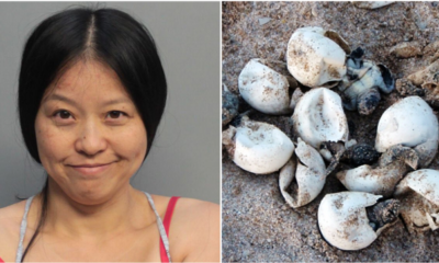 Chinese Woman Arrested For Jabbing And Stomping On Endangered Sea Turtle Nest - World Of Buzz 1