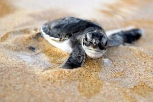 Chinese Woman Arrested For Jabbing And Stomping On Endangered Sea Turtle Nest - WORLD OF BUZZ 3