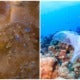 Coral Reefs Are Consuming Our Plastic, And It Is Killing Them! - World Of Buzz 1