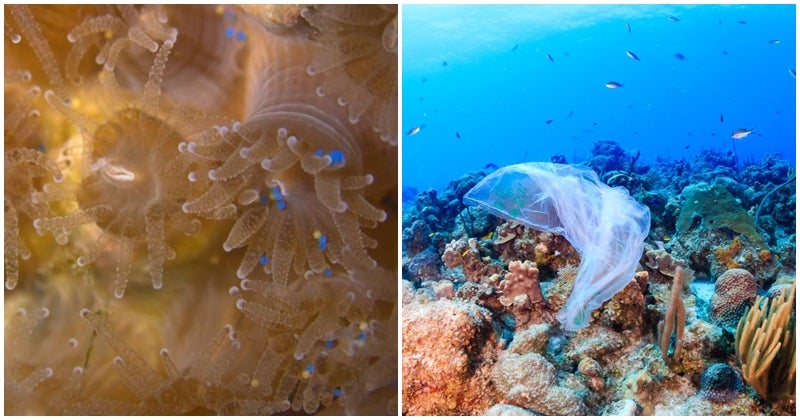 Coral Reefs Are Consuming Our Plastic, And It Is Killing Them! - WORLD OF BUZZ 1