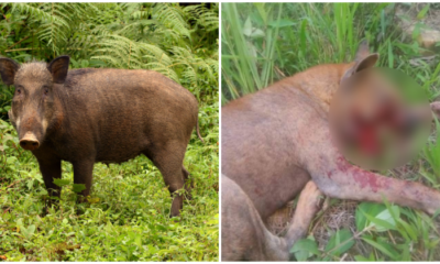 Cruel Wild Boar Bombing Activities Resulted In The Death Of Three Dogs, Injuring People &Amp; Damaging Cars For Years - World Of Buzz