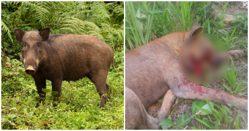 Cruel Wild Boar Bombing Activities Resulted In The Death Of Three Dogs, Injuring People & Damaging Cars For Years - WORLD OF BUZZ
