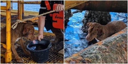 dog found 220km off coast of thailand rescued by rig workers just in time world of buzz 4 e1560329824114