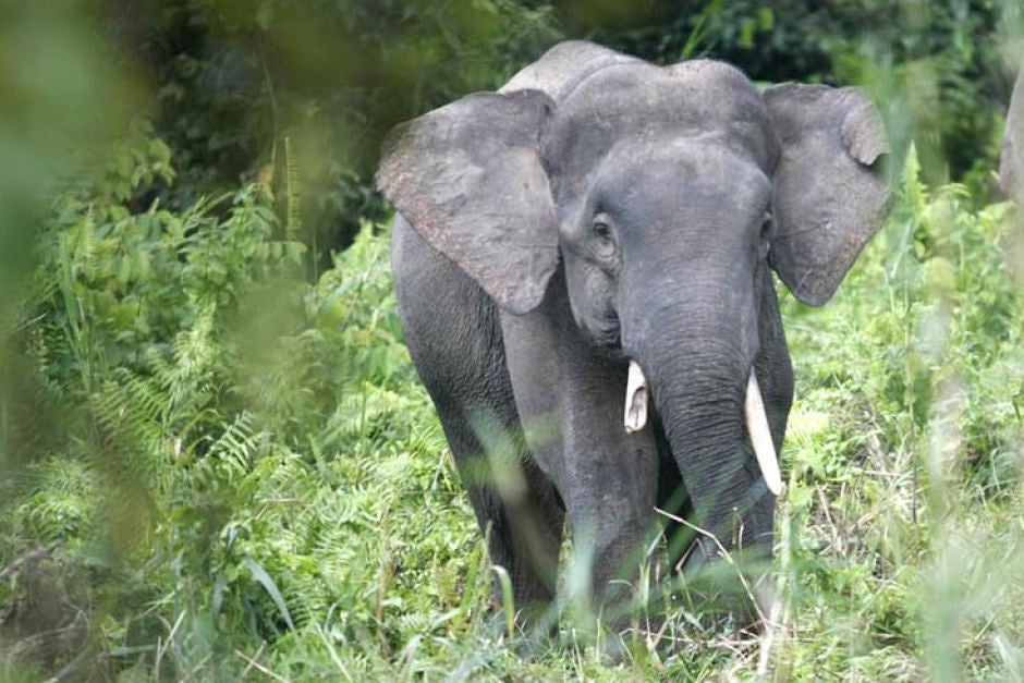 Endangered Elephant in Sabah Put Out of Misery After It Failed to Heal From Jaw Injury Likely Caused by Vehicle - WORLD OF BUZZ 1