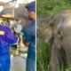 Endangered Elephant In Sabah Put Out Of Misery After It Failed To Heal From Jaw Injury Likely Caused By Vehicle - World Of Buzz 2