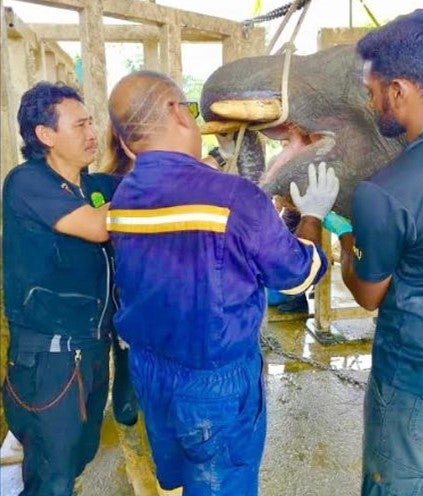 Endangered Elephant in Sabah Put Out of Misery After It Failed to Heal From Jaw Injury Likely Caused by Vehicle - WORLD OF BUZZ