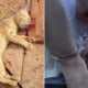 Lady Went Viral For Allegedly Killing Kitten In Melaka, Police Now Hunting Her Down - World Of Buzz