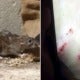 Malaysian Teen Gets Bitten By Rat On Her Thigh After The Rodent Crawled Up Her Jeans - World Of Buzz 2