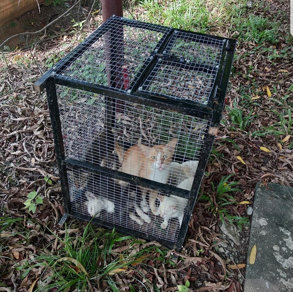 Man Leaves Cats In A Cage Under The Sun To Die, Demands Rm60 For The Cage When The Cats Are About To Be Saved - World Of Buzz 1