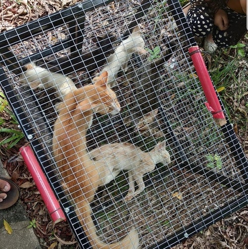 Man Leaves Cats In A Cage Under The Sun To Die, Demands Rm60 For The Cage When The Cats Are About To Be Saved - World Of Buzz 2