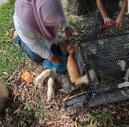Man Leaves Cats In A Cage Under The Sun To Die, Demands Rm60 For The Cage When The Cats Are About To Be Saved - World Of Buzz 3