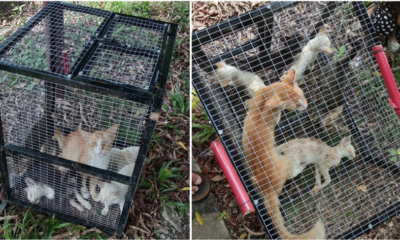 Man Leaves Cats In A Cage Under The Sun To Die, Demands Rm60 For The Cage When The Cats Are About To Be Saved - World Of Buzz 4