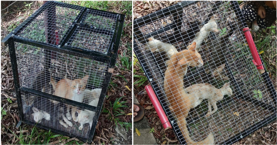 Man Leaves Cats In A Cage Under The Sun To Die, Demands Rm60 For The Cage When The Cats Are About To Be Saved - World Of Buzz 4
