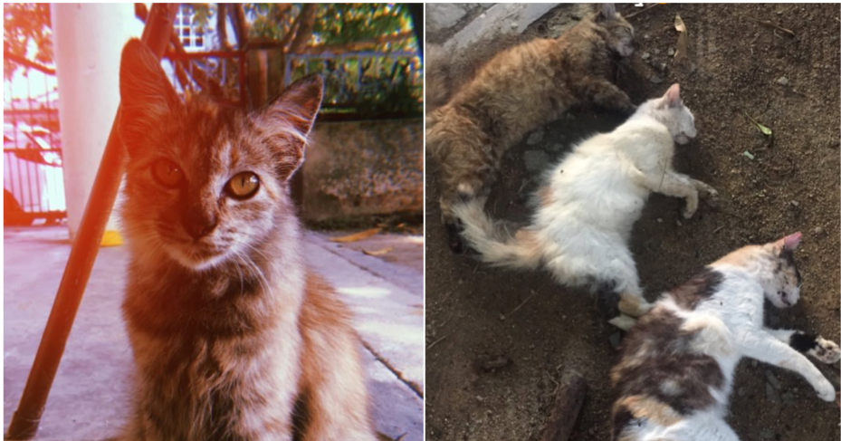 man shares grief after finding 3 beloved cats cruelly poisoned world of buzz 2