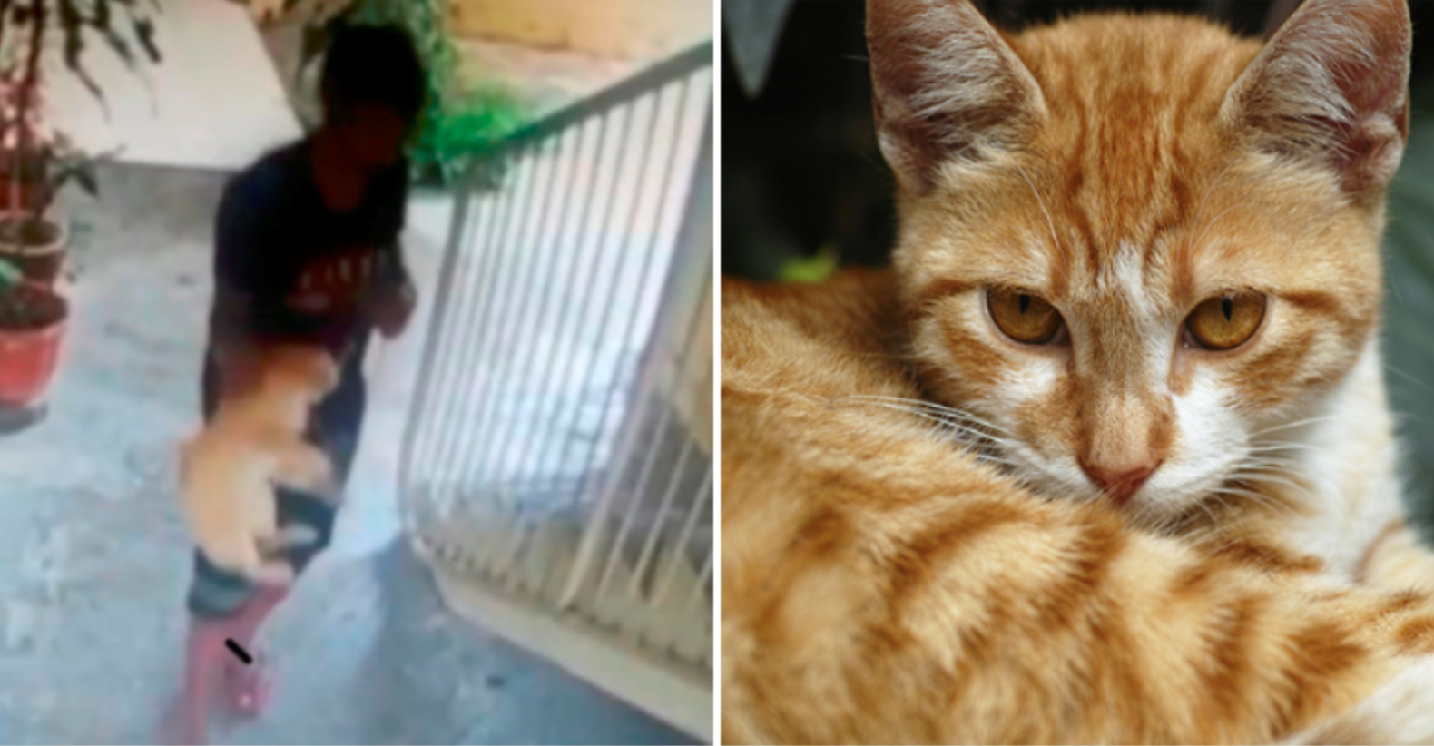 Man Who Hung Cat Sentenced To 15 Months Of Jail, Pleads For Lighter Sentence Because &Quot;He's An Orphan&Quot; - World Of Buzz 3