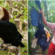 Man Who Proudly Killed Endangered Hornbill Will Be Sentenced Up To 5 Years In Jail - World Of Buzz 3
