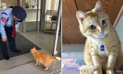 One Of The Famous Cats Who Tried To Enter Japanese Museum Has Found His Forever Home - World Of Buzz