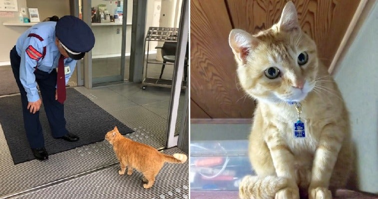 One Of The Famous Cats Who Tried To Enter Japanese Museum Has Found His Forever Home - World Of Buzz