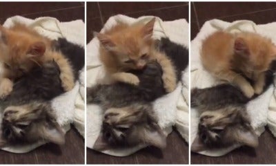 Oren The Kitten Grieves On Brother'S Deathbed, Devastate Netizens - World Of Buzz