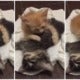 Oren The Kitten Grieves On Brother'S Deathbed, Devastate Netizens - World Of Buzz