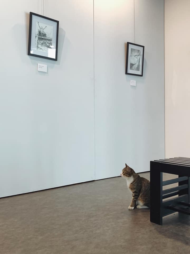 PJ Uni Security Guard Interrupts Cute Campus Cat, HotDog, From Enjoying Art Exhibition - WORLD OF BUZZ