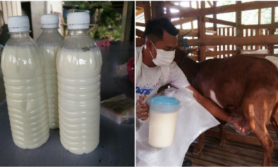 Selangor Health Dept: Do Not Drink Raw Milk Which Can Carry Harmful Bacteria - World Of Buzz 3