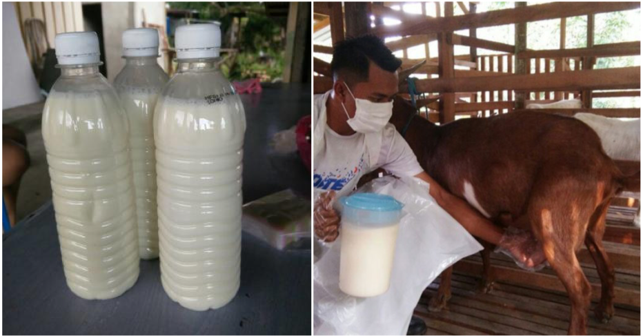 Selangor Health Dept: Do Not Drink Raw Milk Which Can Carry Harmful Bacteria - WORLD OF BUZZ 3