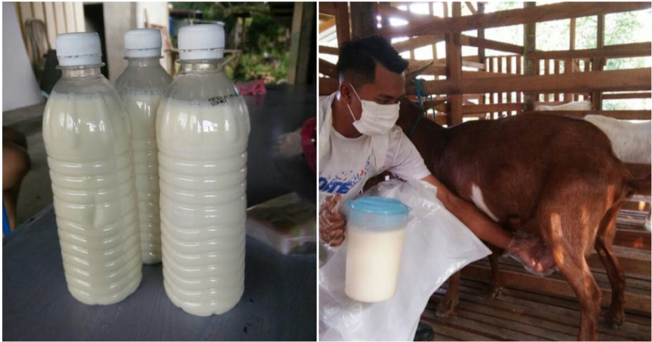 Selangor Health Dept: Do Not Drink Raw Milk Which Can Carry Harmful Bacteria - World Of Buzz 3