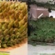 Singapore Woman Orders 3D Durian Cake Online, Received A Smashed Green Paste Instead - World Of Buzz 2