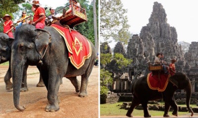 Starting 2020, Cambodia Is Now Banning Elephant Rides At Angkor Wat After 2 Of Them Died From Exhaustion - World Of Buzz