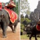 Starting 2020, Cambodia Is Now Banning Elephant Rides At Angkor Wat After 2 Of Them Died From Exhaustion - World Of Buzz