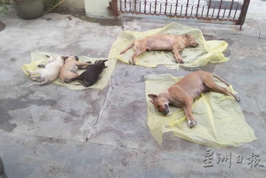 Two Dogs & Three Puppies Found Foaming at The Mouth in Ipoh, Suspected to Be Poisoned to Death - WORLD OF BUZZ 1