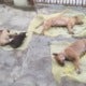 Two Dogs &Amp; Three Puppies Found Foaming At The Mouth In Ipoh, Suspected To Be Poisoned To Death - World Of Buzz 2