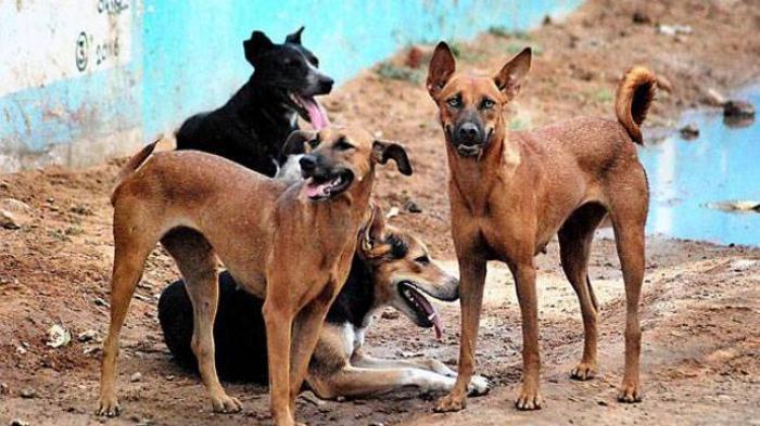Two Dogs &Amp; Three Puppies Found Foaming At The Mouth In Ipoh, Suspected To Be Poisoned To Death - World Of Buzz