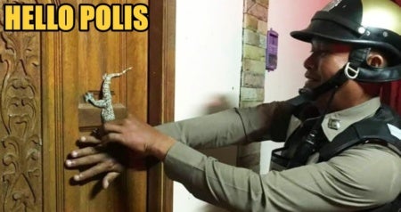 woman calls police when she finds a small gecko blocking her front door world of buzz 2 1 e1561693514483