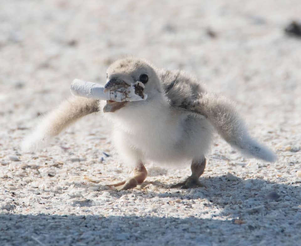 Woman Captured Worrying Photos Of A Mother Bird Feeding Its Chick A Cigarette Butt - WORLD OF BUZZ 1