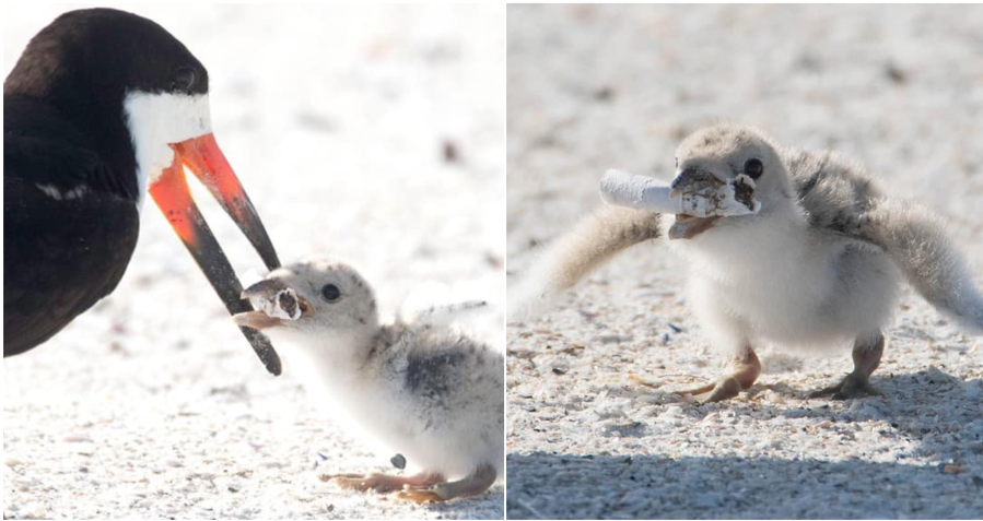 Woman Captured Worrying Photos Of A Mother Bird Feeding Its Chick A Cigarette Butt - World Of Buzz 3