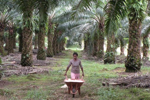 3 Indian Men Chained and Forced Labour After Being Promised With Job at an Oil Palm Plantation - WORLD OF BUZZ