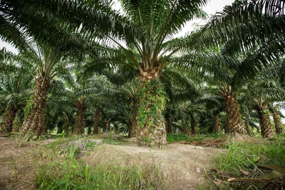 53yo Father Lures 16yo Daughter into Sabah Oil Palm Plantation To Rape Her - WORLD OF BUZZ 1