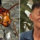 66Yo Retiree Killed By Hornets When Picking Rambutans And Durians - World Of Buzz 1