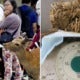 9 Deer From Japan'S Famous Deer Park Have Died Due To Eating Plastic Bags From Tourists - World Of Buzz