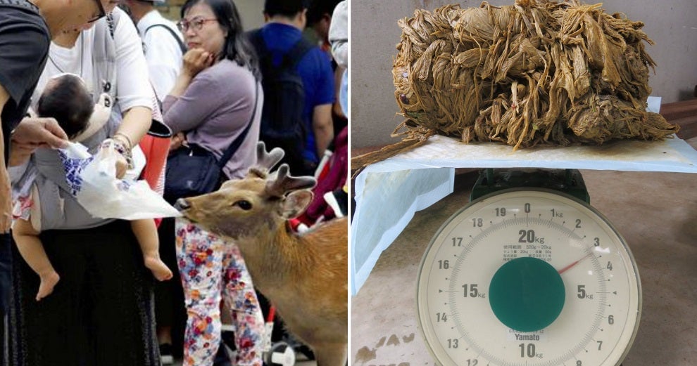 9 Deer From Japan'S Famous Deer Park Have Died Due To Eating Plastic Bags From Tourists - World Of Buzz