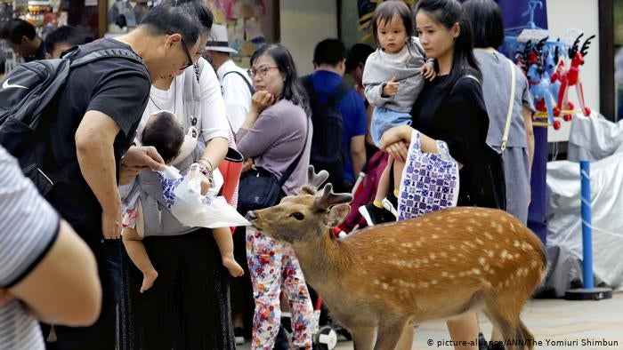 9 Deer From Japan's Famous Deer Park Have Died In The Past Year Due To Eating Plastic Bags From Tourists - World Of Buzz 1