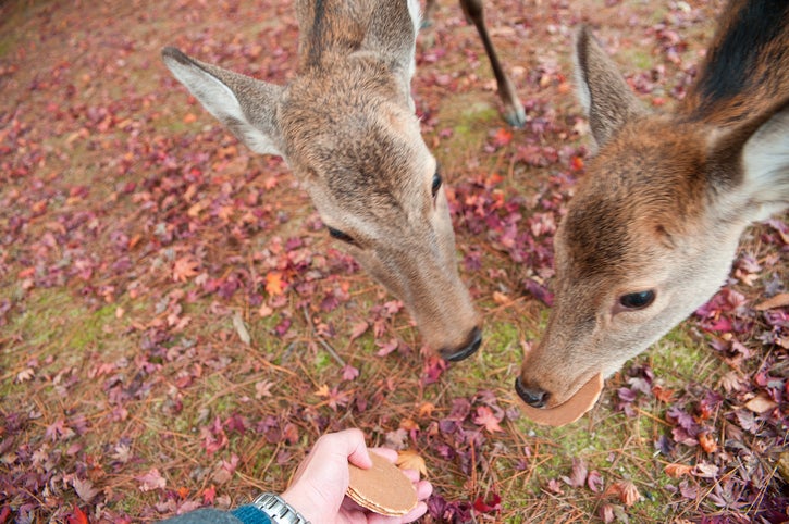 9 Deer From Japan's Famous Deer Park Have Died in The Past Year Due to Eating Plastic Bags From Tourists - WORLD OF BUZZ