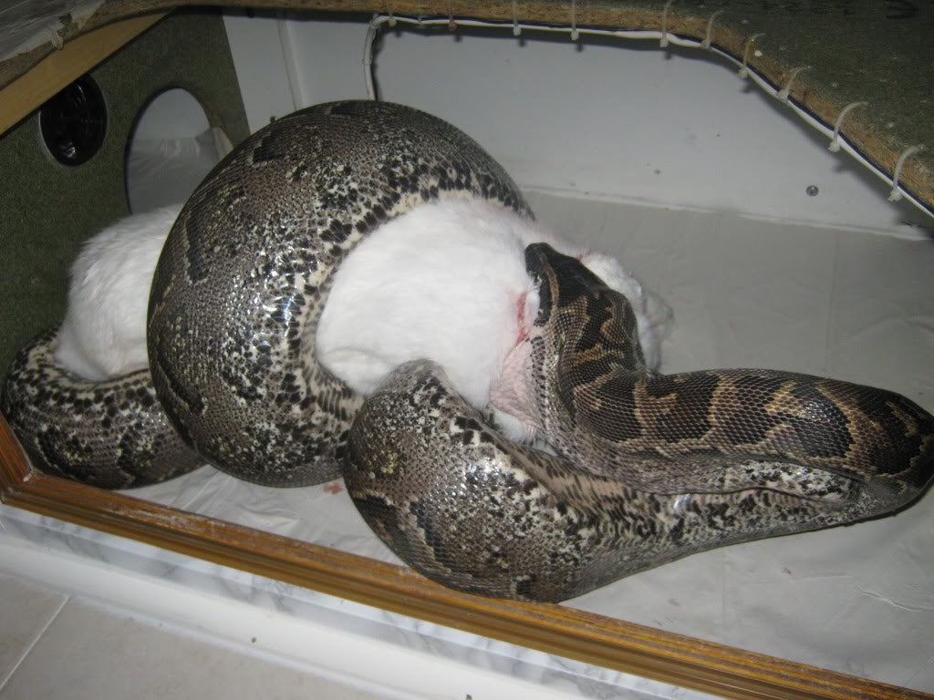 M'sian Resort's Video of Python Devouring Live Rabbit On IG Sparks ...